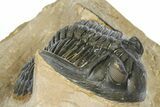 Curled Hollardops Trilobite - Foum Zguid, Morocco #372426-3